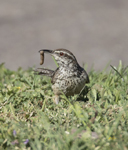 Cactur Wren 0715